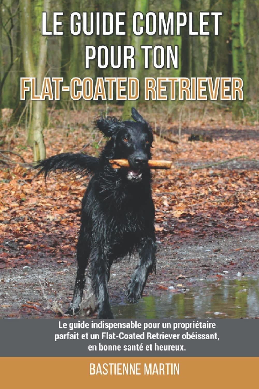 découvrez les caractéristiques du coated flat retriever, un chien affectueux et énergique. apprenez tout sur ses besoins, son entretien, son alimentation et les soins essentiels pour garantir sa santé et son bien-être.