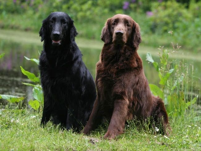 découvrez les caractéristiques principales du coated flat retriever ainsi que tous nos conseils pour prendre soin de cette race de chien énergique et affectueuse.