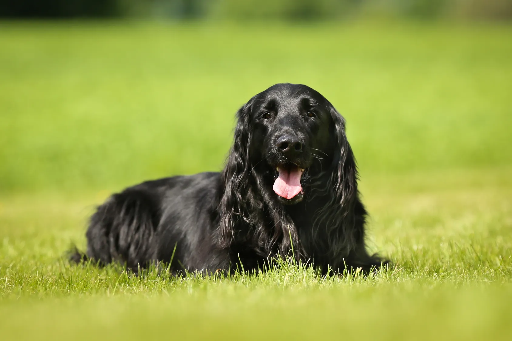 découvrez les principales caractéristiques du coated flat retriever, un chien énergique et affectueux, ainsi que tous nos conseils pour prendre soin de lui au quotidien : alimentation, toilettage, santé et exercices adaptés.