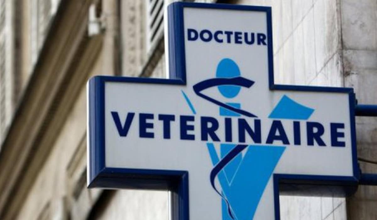 Vétérinaire en blouse examinant un chien dans une clinique vétérinaire